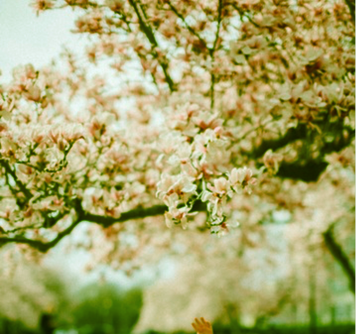 a cherry blossom branch